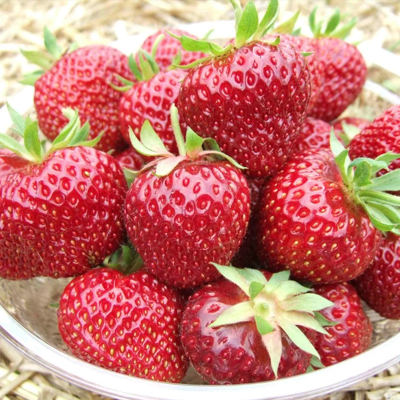 6er-Set Erdbeere Hummi® 'Aroma-Auslese', Je Im 9 Cm Topf 3 6er-Set Erdbeere Hummi® 'Aroma-Auslese', Je Im 9 Cm Topf