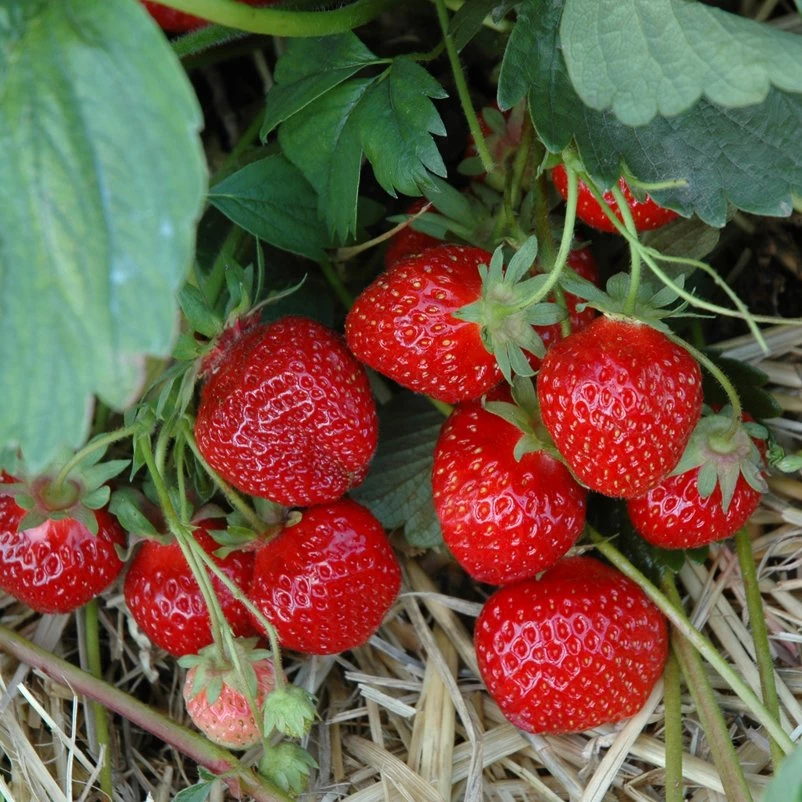 6er-Set Erdbeere Hummi® 'Gento', Je Im 9 Cm Topf 4 6er-Set Erdbeere Hummi® 'Gento', Je Im 9 Cm Topf – Bild 2