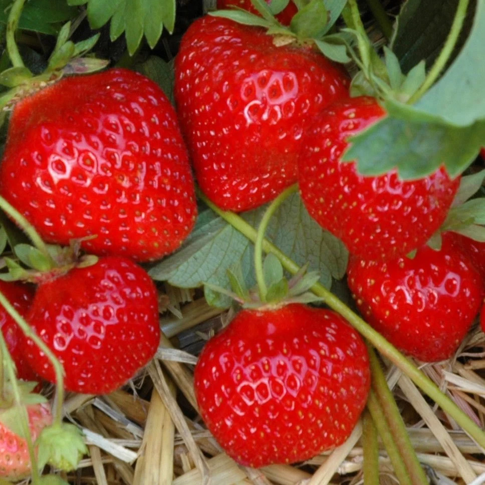 6er-Set Erdbeere Hummi® 'Gento', Je Im 9 Cm Topf 3 6er-Set Erdbeere Hummi® 'Gento', Je Im 9 Cm Topf