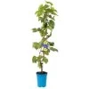 Tafeltraube 'Philipp®' -Fashion Garden Store 0480930164 Koelles Beste Tafeltraube Phillip blau dattelfoermig RGB 3 7139