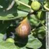 Feige 'Bornholm', Busch, Topf 5 Liter 1 Feige 'Bornholm', Busch, Topf 5 Liter -Fashion Garden Store 0480940140 Ficus Bornholm Bornholms Diamant Feige Busch 105180