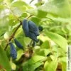 Sibirische Blaubeere, Lonicera Kamtschatika 'Eisbär®', Im Topf 5 Liter -Fashion Garden Store 0480950513 Lonicera kamtschatika Eisbaer sibierische Blaubeere 2 105861