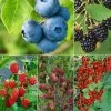 Naschgarten Beeren-Mix, 5er-Set, Höhe 35 Cm, Topf 2 Liter -Fashion Garden Store 0480950700 Beerengarten Mix 5er Set 108162