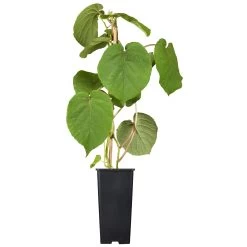 Männliche Kiwi 'Atlas', Topf-Ø 15 Cm, 2er-Set -Fashion Garden Store 0480960140 0480960141 0480960142 Golden Kiwi Altas 87663 1