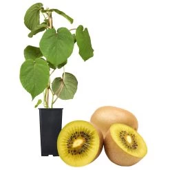 Gelbfruchtige Kiwi 'Golden Kiwi', 2er-Set, Topf 15 Cm Ø -Fashion Garden Store 0480960140 Golden Kiwi Set inkl Befruchtersorte neu 88604
