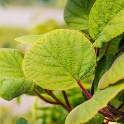 Grünfruchtige Kiwi 'Hayward', 2er-Set, Topf 15 Cm Ø -Fashion Garden Store 0480960141 0480960142 Hayward 87665