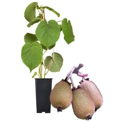 Grünfruchtige Kiwi 'Hayward', 2er-Set, Topf 15 Cm Ø -Fashion Garden Store 0480960141 Kiwi Hayward Set inkl Befruchtersorte neu 88605