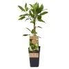 Weibliche Minikiwi 'Geneva', 2er-Set, Topf 15 Cm Ø -Fashion Garden Store 0480960152 Actinidia arguta Geneva 2er Set Kiwi weibl 030040 15er Topf WEB 98300