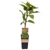 Männliche Kiwi 'Atlas', Topf-Ø 15 Cm, 2er-Set -Fashion Garden Store 0480960156 Actinidia chin Atlas 2er Set Kiwi maennl 030040 15er Topf WEB 98304
