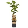 Grünfruchtige Kiwi 'Hayward', 2er-Set, Topf 15 Cm Ø -Fashion Garden Store 0480960158 Actinidia chin Hayward 2er Set Kiwi weibl 030040 15er Topf WEB 98306