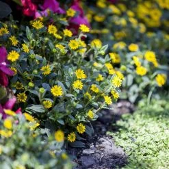 Husarenknöpfchen Gelb, Topf-Ø 12 Cm, 6er-Set 11 Husarenknöpfchen Gelb, Topf-Ø 12 Cm, 6er-Set -Fashion Garden Store 0610100197 Sanvitalia Husarenknoepfchen1 71879