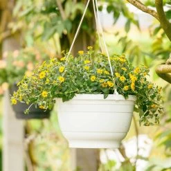 Husarenknöpfchen Gelb, Topf-Ø 12 Cm, 6er-Set 15 Husarenknöpfchen Gelb, Topf-Ø 12 Cm, 6er-Set -Fashion Garden Store 0610100197 Sanvitalia Husarenknoepfchen 71880