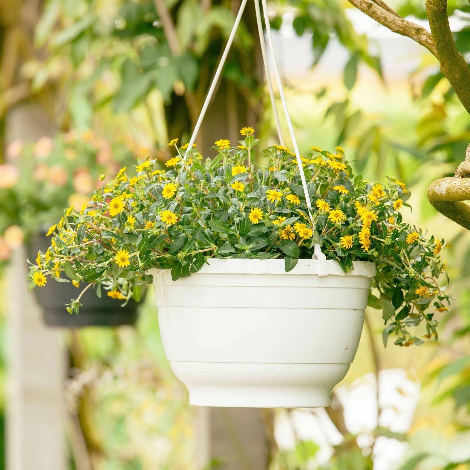 Husarenknöpfchen Gelb, Topf-Ø 12 Cm, 6er-Set 8 Husarenknöpfchen Gelb, Topf-Ø 12 Cm, 6er-Set – Bild 6