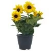 Sonnenblume 'Sunfinity'® Gelb, Topf-Ø 23 Cm
