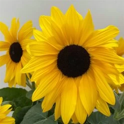 Sonnenblume 'Sunfinity'® Gelb, Topf-Ø 23 Cm -Fashion Garden Store 0610103386 Helianthus T23 Sunfinity verzweigt 5 112579