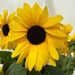 Sonnenblume 'Sunfinity'® Gelb, Topf-Ø 23 Cm -Fashion Garden Store 0610103386 Helianthus T23 Sunfinity verzweigt 8 112580