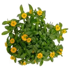 Husarenknöpfchen Gelb, Topf-Ø 12 Cm, 6er-Set 13 Husarenknöpfchen Gelb, Topf-Ø 12 Cm, 6er-Set -Fashion Garden Store 0610103465 Sanvitalia procumbens T12 3er Set 8 78636