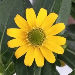 Husarenknöpfchen Gelb, Topf-Ø 12 Cm, 6er-Set 14 Husarenknöpfchen Gelb, Topf-Ø 12 Cm, 6er-Set -Fashion Garden Store 0610103465 Sanvitalia procumbens T12 3er Set 9 78700