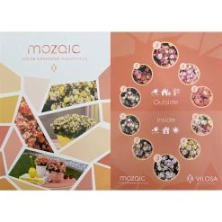 Kalanchoe 'Mozaic', Wechselfarbig, Topf-Ø 12 Cm, Höhe Ca. 22 Cm, 6er-Set -Fashion Garden Store 0610103650 Outdoor Kalanchoe Mozaic wechselfarbig 6er Set 12 113797