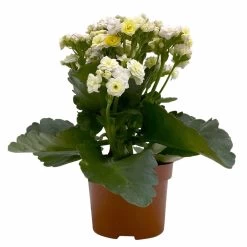 Kalanchoe 'Mozaic', Wechselfarbig, Topf-Ø 12 Cm, Höhe Ca. 22 Cm, 6er-Set -Fashion Garden Store 0610103650 Outdoor Kalanchoe Mozaic wechselfarbig 6er Set 2 113821