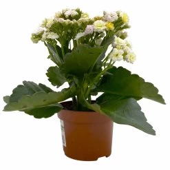 Kalanchoe 'Mozaic', Wechselfarbig, Topf-Ø 12 Cm, Höhe Ca. 22 Cm, 6er-Set -Fashion Garden Store 0610103650 Outdoor Kalanchoe Mozaic wechselfarbig 6er Set 3 113822