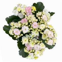 Kalanchoe 'Mozaic', Wechselfarbig, Topf-Ø 12 Cm, Höhe Ca. 22 Cm, 6er-Set -Fashion Garden Store 0610103650 Outdoor Kalanchoe Mozaic wechselfarbig 6er Set 8 113824