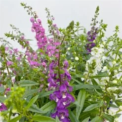 Angelonia 'Trio' Rosa-weiß-lila/blau, Topf-Ø 15 Cm, 3er-Set 18 Angelonia 'Trio' Rosa-weiß-lila/blau, Topf-Ø 15 Cm, 3er-Set -Fashion Garden Store 0610103733 Angelonia Trio T15 3er Set 125753