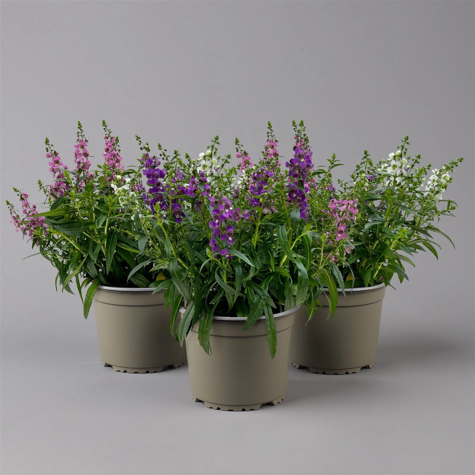Angelonia 'Trio' Rosa-weiß-lila/blau, Topf-Ø 15 Cm, 3er-Set 3 Angelonia 'Trio' Rosa-weiß-lila/blau, Topf-Ø 15 Cm, 3er-Set