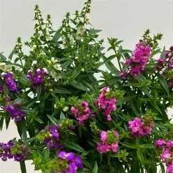 Angelonia 'Trio' Rosa-weiß-lila/blau, Topf-Ø 15 Cm, 3er-Set 16 Angelonia 'Trio' Rosa-weiß-lila/blau, Topf-Ø 15 Cm, 3er-Set -Fashion Garden Store 0610103733 Angelonia trio T15 3er Set 10 125837