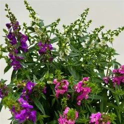 Angelonia 'Trio' Rosa-weiß-lila/blau, Topf-Ø 15 Cm, 3er-Set 17 Angelonia 'Trio' Rosa-weiß-lila/blau, Topf-Ø 15 Cm, 3er-Set -Fashion Garden Store 0610103733 Angelonia trio T15 3er Set 11 125838