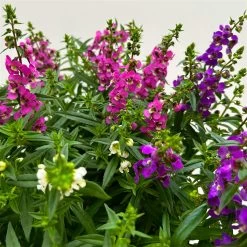 Angelonia 'Trio' Rosa-weiß-lila/blau, Topf-Ø 15 Cm, 3er-Set 15 Angelonia 'Trio' Rosa-weiß-lila/blau, Topf-Ø 15 Cm, 3er-Set -Fashion Garden Store 0610103733 Angelonia trio T15 3er Set 12 125836