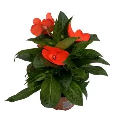 Edellieschen Orange/hellrot, Topf-Ø 12 Cm, 6er-Set 16 Edellieschen Orange/hellrot, Topf-Ø 12 Cm, 6er-Set -Fashion Garden Store 0610110039 Impatiens NG hellrot 1 88499