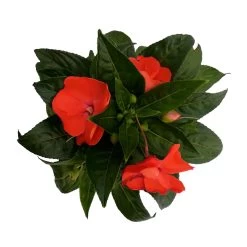 Edellieschen Orange/hellrot, Topf-Ø 12 Cm, 6er-Set 17 Edellieschen Orange/hellrot, Topf-Ø 12 Cm, 6er-Set -Fashion Garden Store 0610110039 Impatiens NG hellrot 6 88500