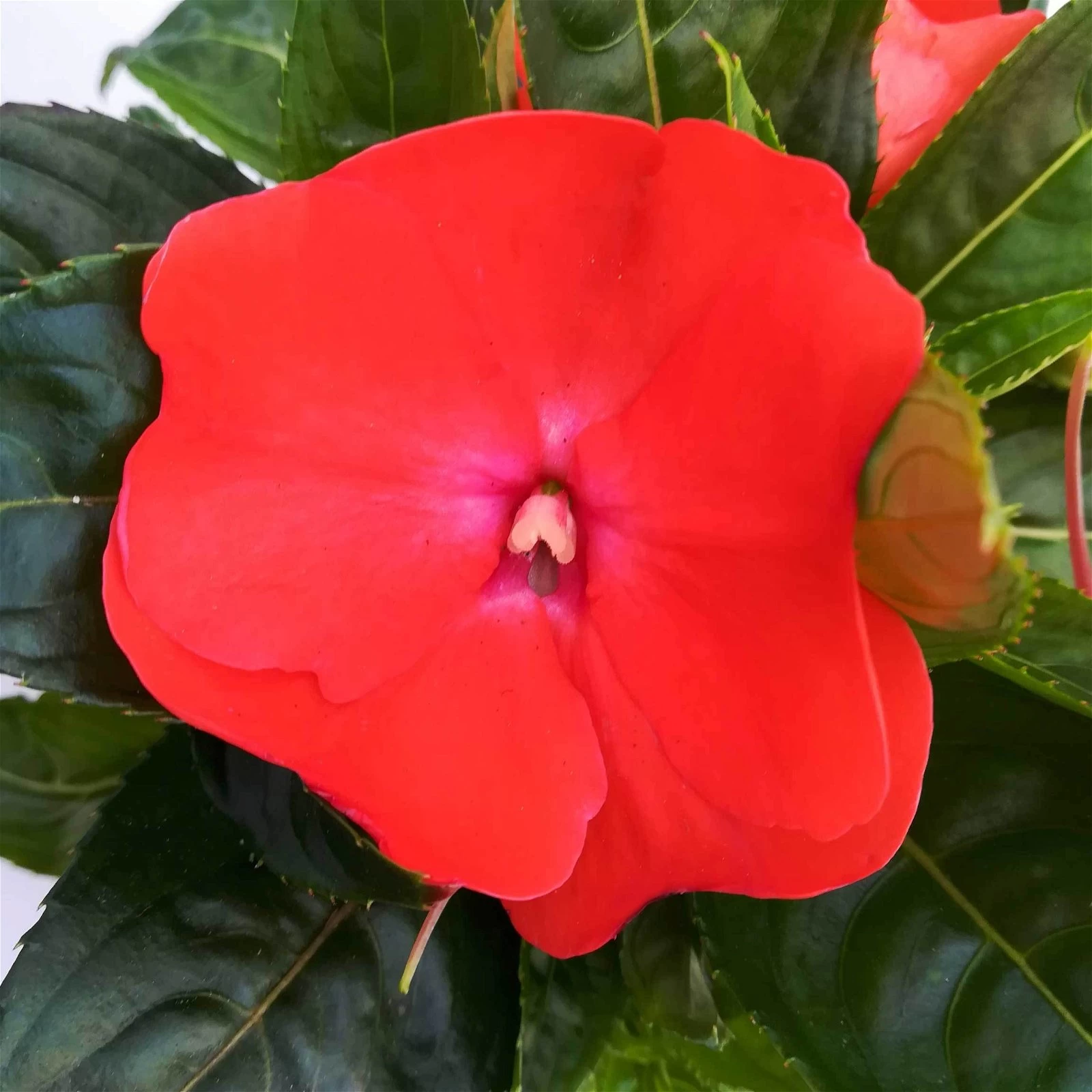 Edellieschen Orange/hellrot, Topf-Ø 12 Cm, 6er-Set 4 Edellieschen Orange/hellrot, Topf-Ø 12 Cm, 6er-Set – Bild 2