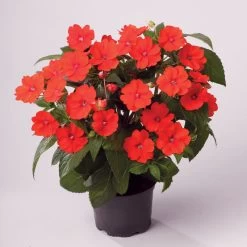 Edellieschen Orange/hellrot, Topf-Ø 12 Cm, 6er-Set 14 Edellieschen Orange/hellrot, Topf-Ø 12 Cm, 6er-Set -Fashion Garden Store 0610110039 Impatiens T12 13 orange hellrot Set 6Stueck1 74431