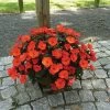Edellieschen Orange/hellrot, Topf-Ø 12 Cm, 6er-Set 2 Edellieschen Orange/hellrot, Topf-Ø 12 Cm, 6er-Set -Fashion Garden Store 0610110039 Impatiens T12 13 orange hellrot Set 6Stueck2 74429