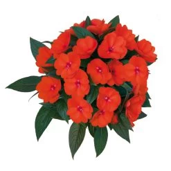 Edellieschen Orange/hellrot, Topf-Ø 12 Cm, 6er-Set 13 Edellieschen Orange/hellrot, Topf-Ø 12 Cm, 6er-Set -Fashion Garden Store 0610110039 Impatiens T12 13 orange hellrot Set 6Stueck 74430
