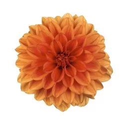 Dahlie 'Hypnotica', Farben Zufällig, Topf-Ø 19 Cm, 2er-Set -Fashion Garden Store 0610140124 Dahlia Hybriden Hypnotica 2er Set 10 110149