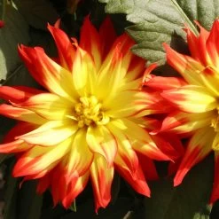 Dahlie 'Hypnotica', Farben Zufällig, Topf-Ø 19 Cm, 2er-Set -Fashion Garden Store 0610140124 Dahlia Hybriden Hypnotica 2er Set 12 110151