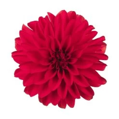 Dahlie 'Hypnotica', Farben Zufällig, Topf-Ø 19 Cm, 2er-Set -Fashion Garden Store 0610140124 Dahlia Hybriden Hypnotica 2er Set 2 110141