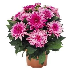 Dahlie 'Hypnotica', Farben Zufällig, Topf-Ø 19 Cm, 2er-Set -Fashion Garden Store 0610140124 Dahlia Hybriden Hypnotica 2er Set 3 110142