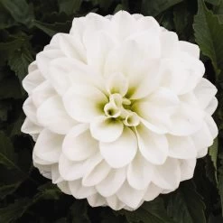 Dahlie 'Hypnotica', Farben Zufällig, Topf-Ø 19 Cm, 2er-Set -Fashion Garden Store 0610140124 Dahlia Hybriden Hypnotica 2er Set 6 110145