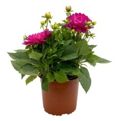 Dahlie 'Hypnotica', Farben Zufällig, Topf-Ø 19 Cm, 2er-Set -Fashion Garden Store 0610140124 Dahlia Hybriden T19 in Farben Hypnotica 2er Set 1 110319