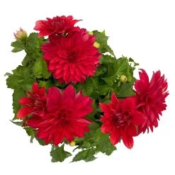 Dahlie 'Hypnotica', Farben Zufällig, Topf-Ø 19 Cm, 2er-Set -Fashion Garden Store 0610140124 Dahlia Hybriden T19 in Farben Hypnotica 2er Set 9 110324