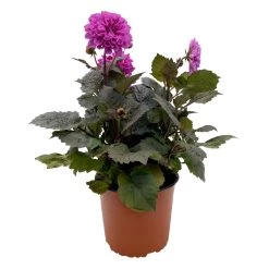 Dahlie 'Hypnotica' Farben Zufällig, Dunkellaubig, Topf-Ø 19 Cm, 2er-Set -Fashion Garden Store 0610140125 Dahlia Hybriden Hypnotica in Farben dunkellaubig 2er Set 10 110330