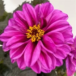 Dahlie 'Hypnotica' Farben Zufällig, Dunkellaubig, Topf-Ø 19 Cm, 2er-Set -Fashion Garden Store 0610140125 Dahlia Hybriden Hypnotica in Farben dunkellaubig 2er Set 12 110166