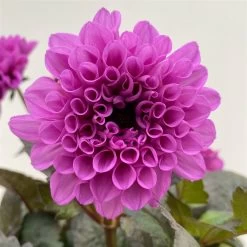 Dahlie 'Hypnotica' Farben Zufällig, Dunkellaubig, Topf-Ø 19 Cm, 2er-Set -Fashion Garden Store 0610140125 Dahlia Hybriden Hypnotica in Farben dunkellaubig 2er Set 14 110167