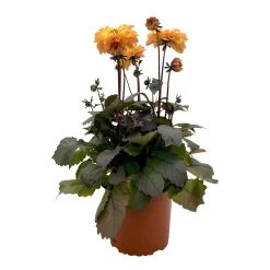 Dahlie 'Hypnotica' Farben Zufällig, Dunkellaubig, Topf-Ø 19 Cm, 2er-Set -Fashion Garden Store 0610140125 Dahlia Hybriden Hypnotica in Farben dunkellaubig 2er Set 1 110329