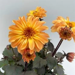 Dahlie 'Hypnotica' Farben Zufällig, Dunkellaubig, Topf-Ø 19 Cm, 2er-Set -Fashion Garden Store 0610140125 Dahlia Hybriden Hypnotica in Farben dunkellaubig 2er Set 3 110162