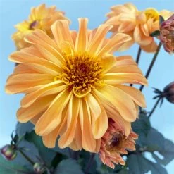 Dahlie 'Hypnotica' Farben Zufällig, Dunkellaubig, Topf-Ø 19 Cm, 2er-Set -Fashion Garden Store 0610140125 Dahlia Hybriden Hypnotica in Farben dunkellaubig 2er Set 5 110163